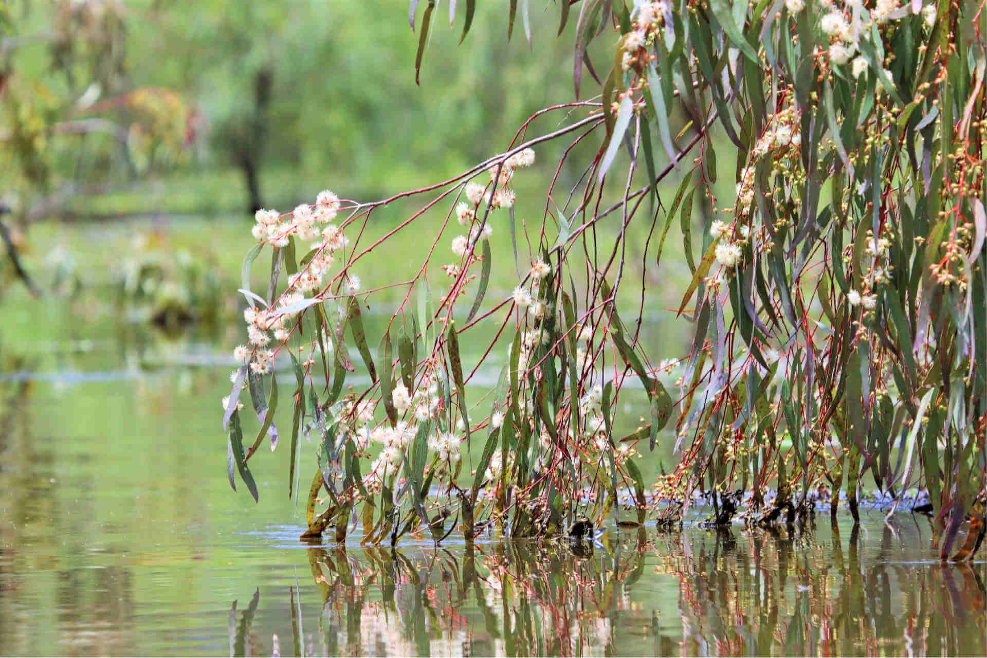 Close shot of fuzzy cream-coloured river red gum blossoms on a branch hanging low over the river with leaves gently touching the water