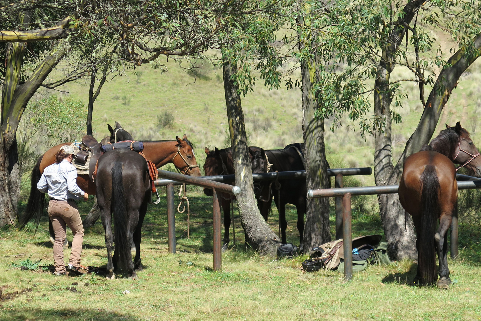 A woman approaches saddled horses hitched to posts at Blue Waterholes campground at the end of Blue Waterholes trail in the High Plains area of northeastern Kosciuszko National Park