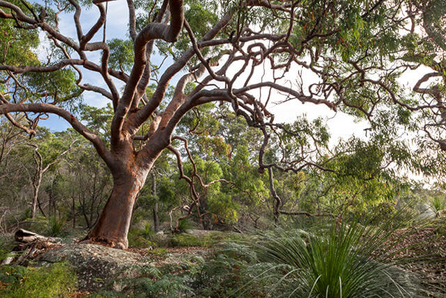 Large Sydney red gum (Angophora costata) with many branches spreading upwards in a gangley fan-like shape. This beautiful tree has red-orange bark and grows on a rock with bushes under it including a grass tree (Xanthorrhoea australis).