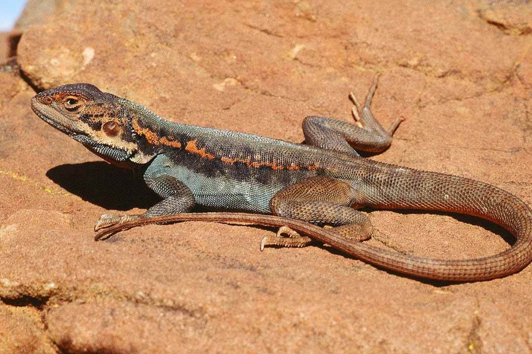 A lizard sitting on a rock in the sun
