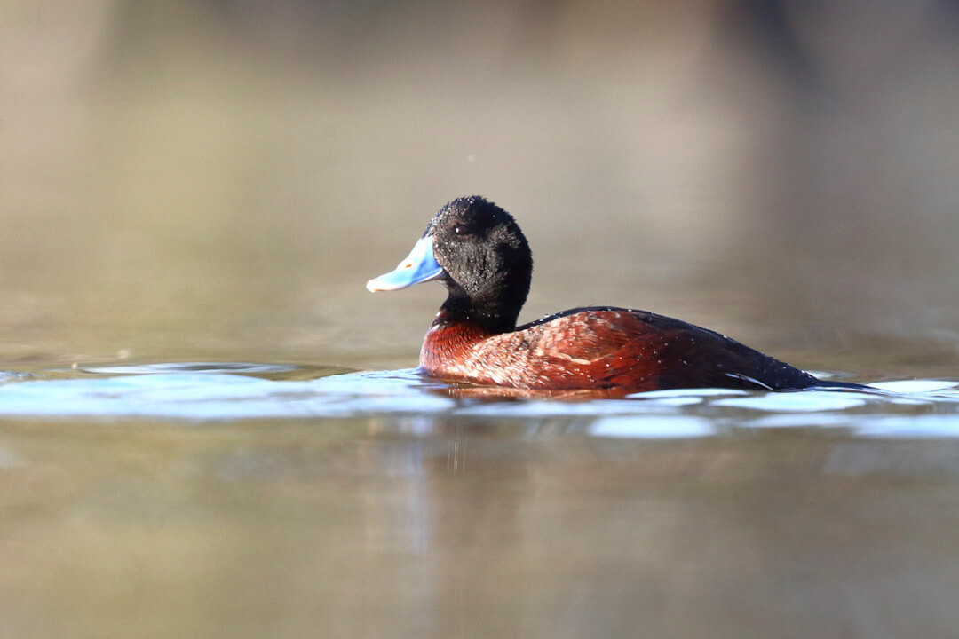 As the watery foreground blends into the watery background, a single brown duck with a black head and blue beak swims through the centre of the image.