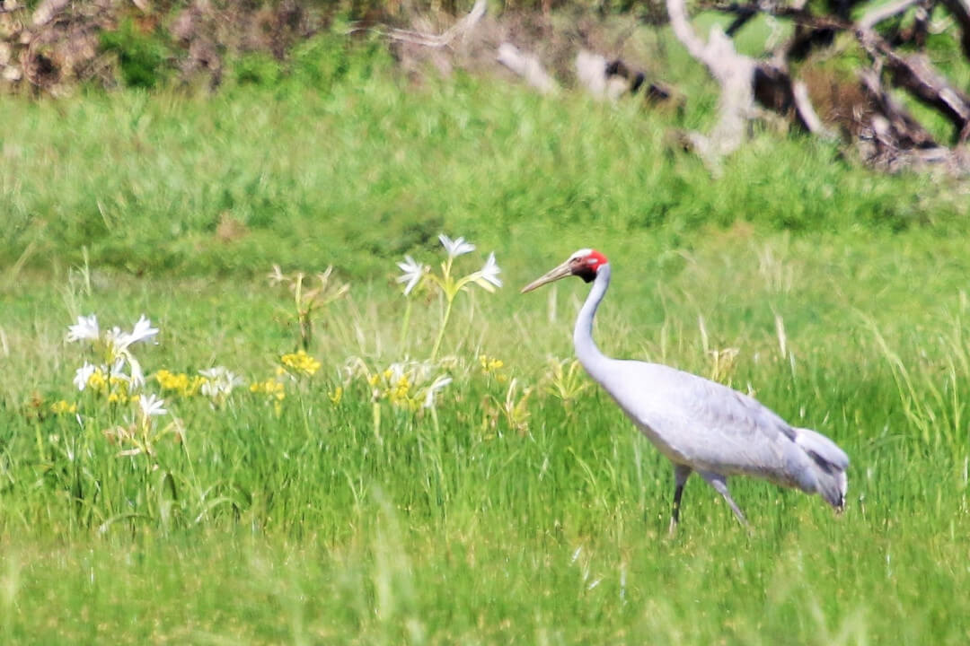 In a green grassy noel, a tall bird steps through the grasses. There are occasional white and yellow flowers blooming. The bird is largely white, with a hint of grey and a bright red segment of skin exposed around the eye that extends to the back of the head. 