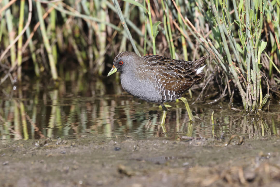 In a shallow puddle, a small bird steps while watching the water. The bird's feathers are grey on the chest with brown around the wing and back tail, featuring white spots and black dashes around the back. Red eyes and yellow beak and legs. There is mud in the foreground and roots of a reed or grass as the background.