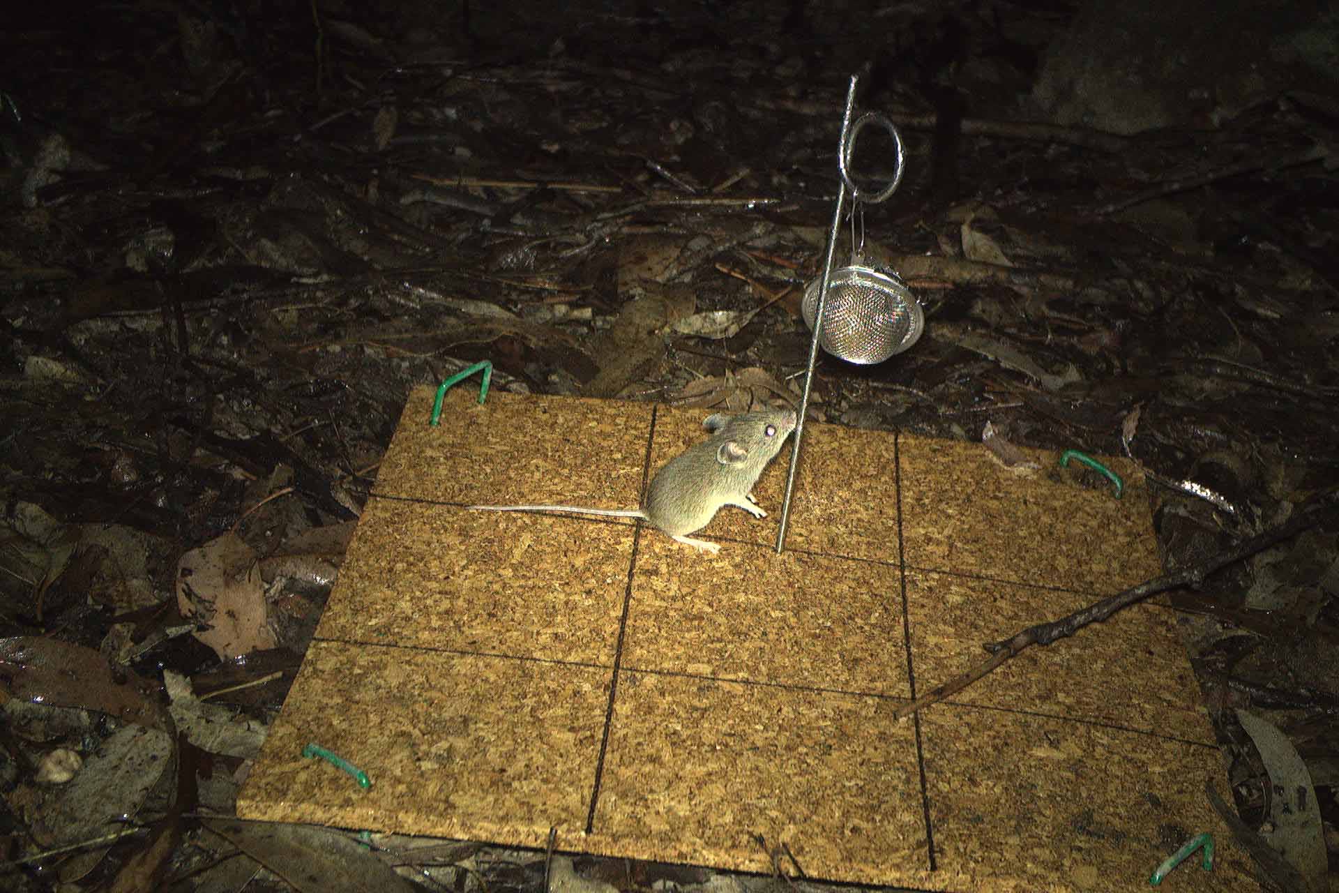 A small native mouse reaches up for a fure lure that is dangling in a tea strainer