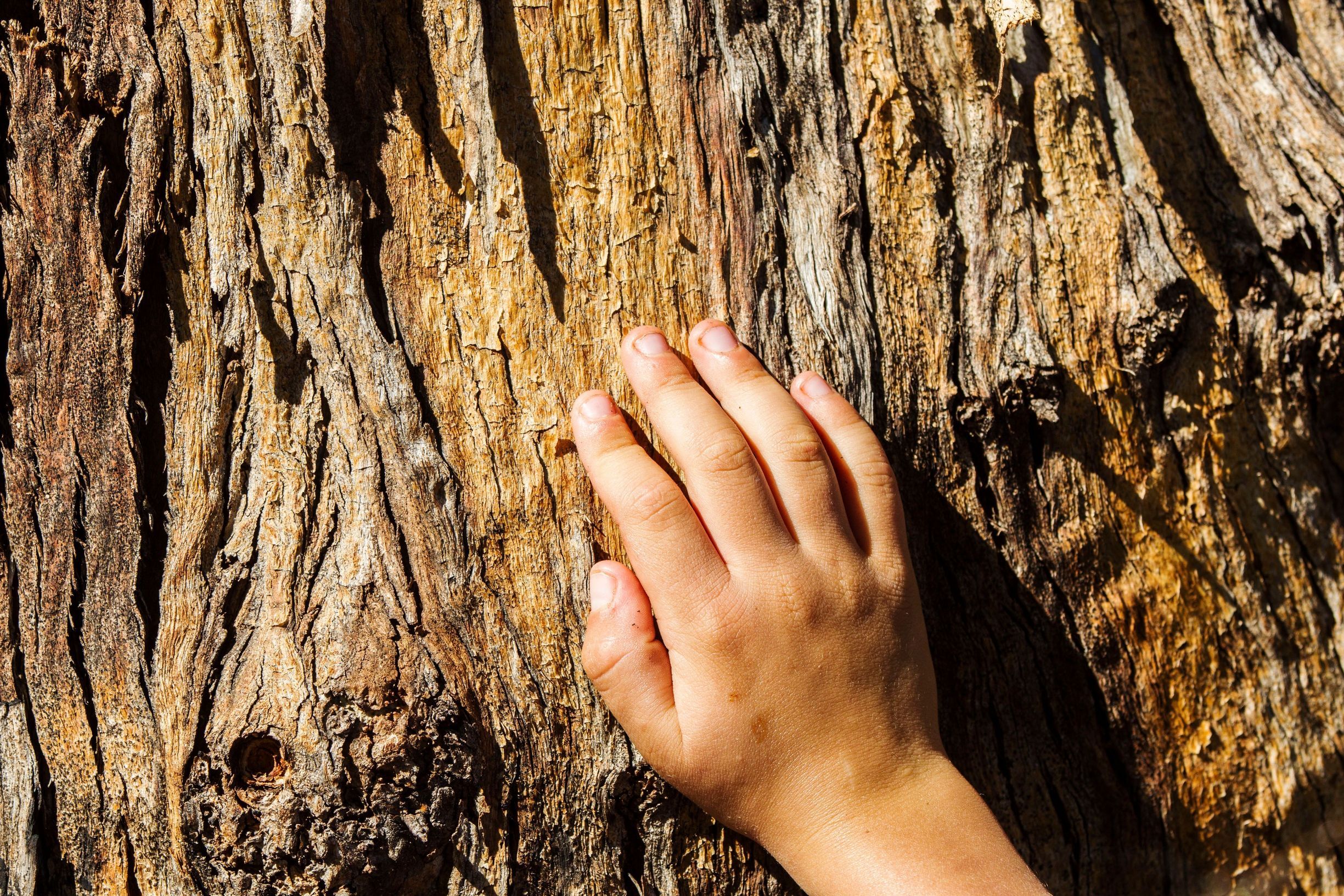 Child’s hand touching brown bark of a tree trunk