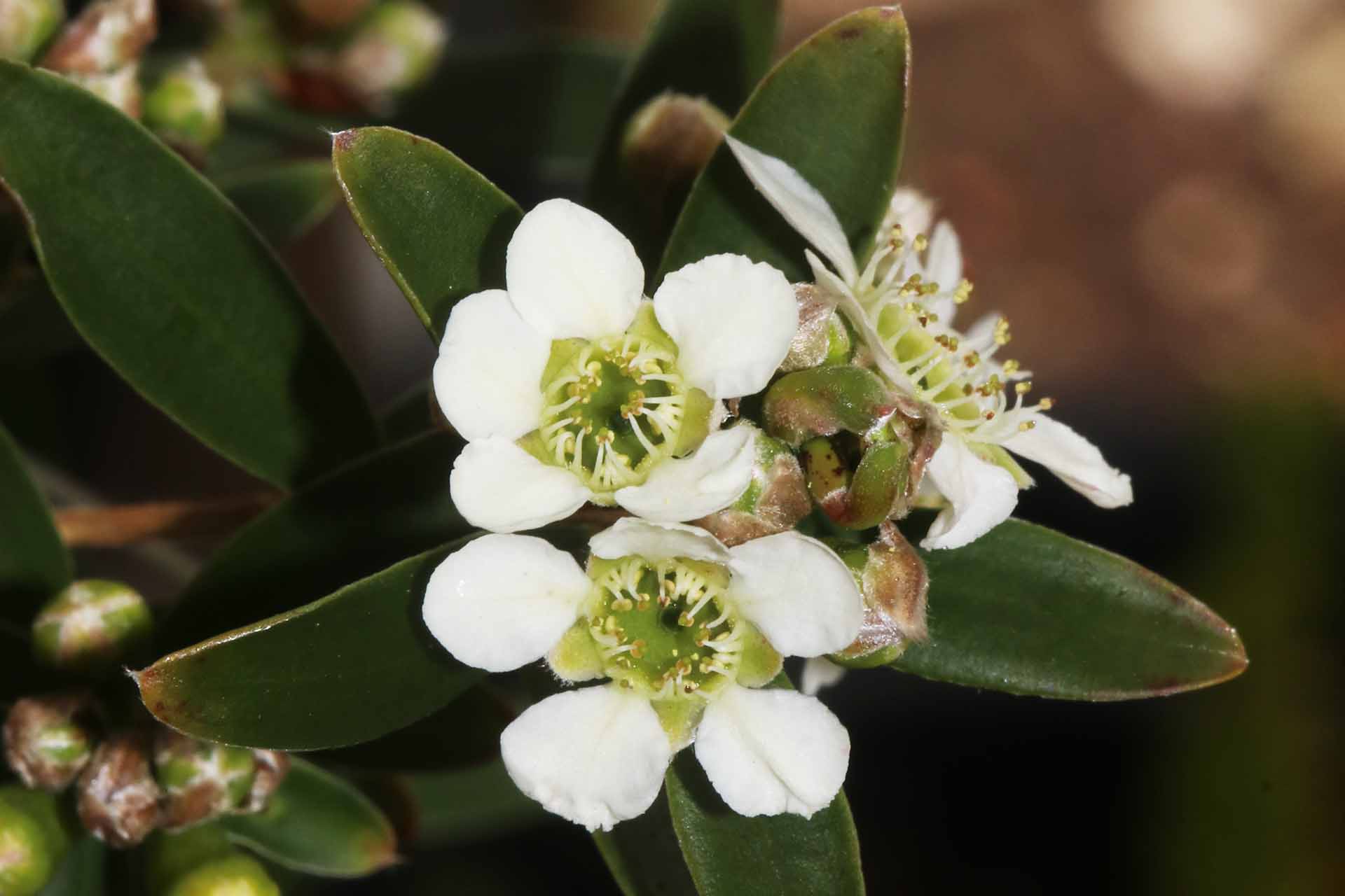 Small white flowers with 5 round petals, evenly spaced
