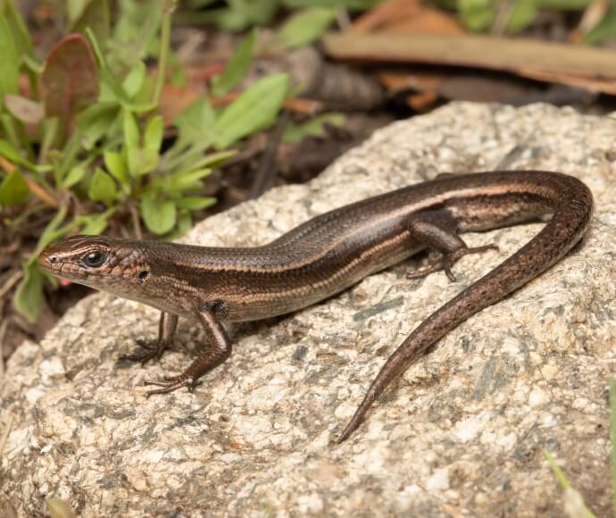 Photo of an Alpine bog skink (Pseudemoia cryodroma) standing on a rock, looking to the left.