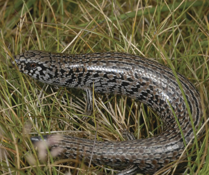 Photo of an Alpine she-oak skink (Cyclodomorphus praealtus) lying on grass, looking to the left. Its body is curled with the tail positioned to the left.