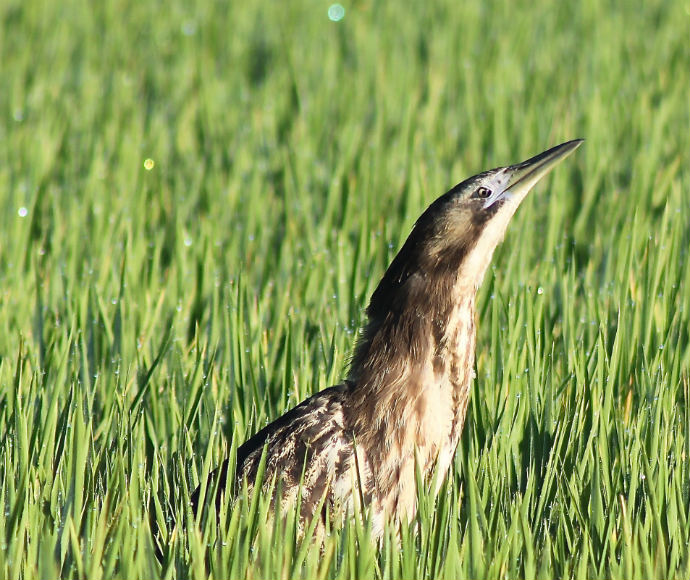 Australasian bittern (Botaurus poiciloptilus) in a rice field. The bird's head is sticking out of the long green grass, looking to the right, with the bottom of its body covered by the grass.