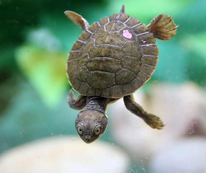 Small turtle hatchling swimming downwards in a clear tank.