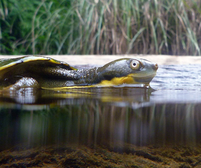 Bellinger River snapping turtle (Myuchelys georgesi) on the surface of a creek