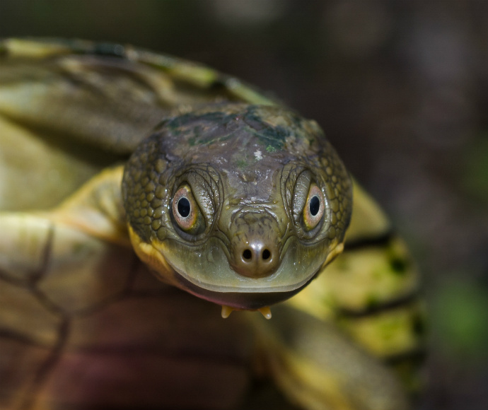 Close-up of a smiling bellinger river turtle with a textured shell and bright eyes against a blurred background, conveying curiosity and friendliness.