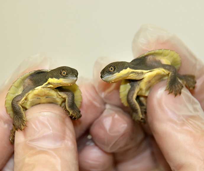 Two tiny baby turtles are held gently by gloved hands, facing each other. Their shells are yellowish-green, conveying a scene of delicate care.