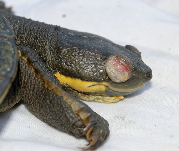 Bellingen River snapping turtle showing signs of the virus in one eye, it is red and swollen. 