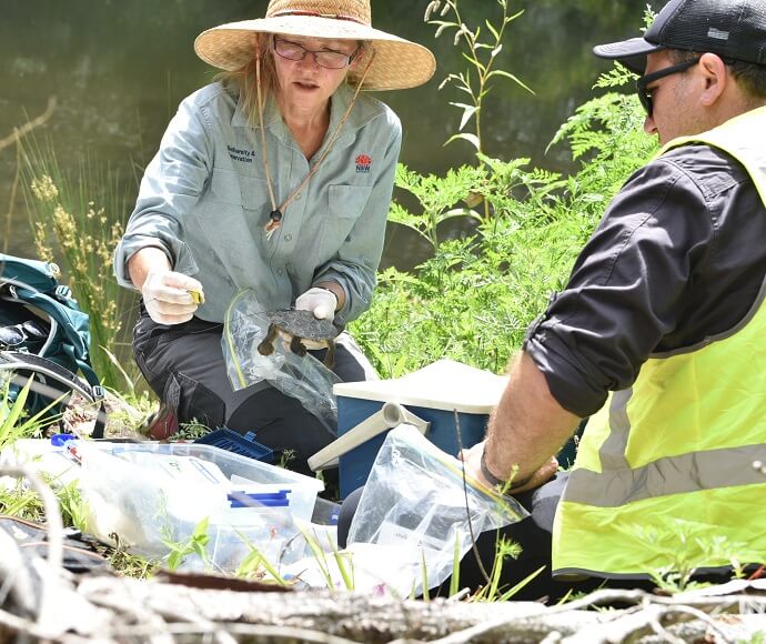 Staff at the Bellinger River during monitoring of the Bellinger River snapping turtles