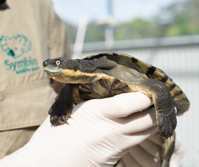 Bellinger River snapping turtle (Myuchelys-georgesi) held by the gloved hands of Symbio Wildlife Park staff member.
