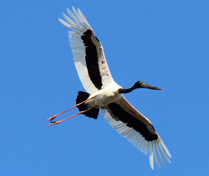 black-necked stork in flight against a clear blue sky. The stork has a striking black neck and head, contrasted by white feathers on its body and wings.
