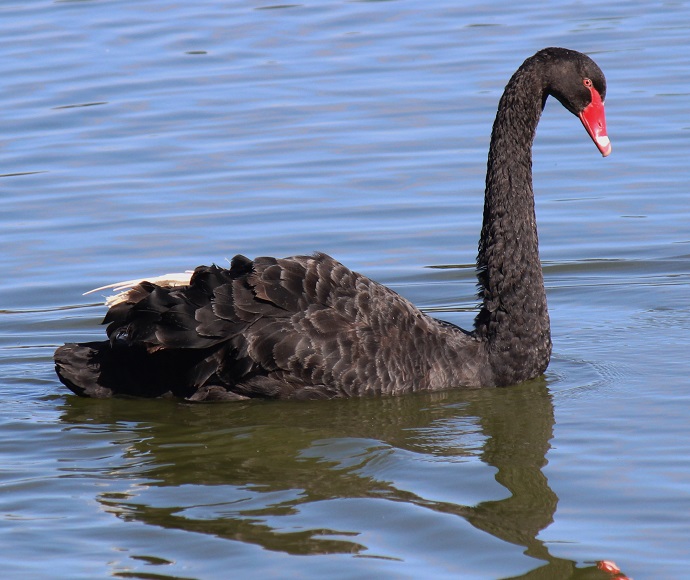 A black swan gliding gracefully through calm waters. Its feathers are entirely black, contrasting with its vibrant red beak tipped with white. Gentle ripples in the water surround the swan, emphasizing the peaceful atmosphere.