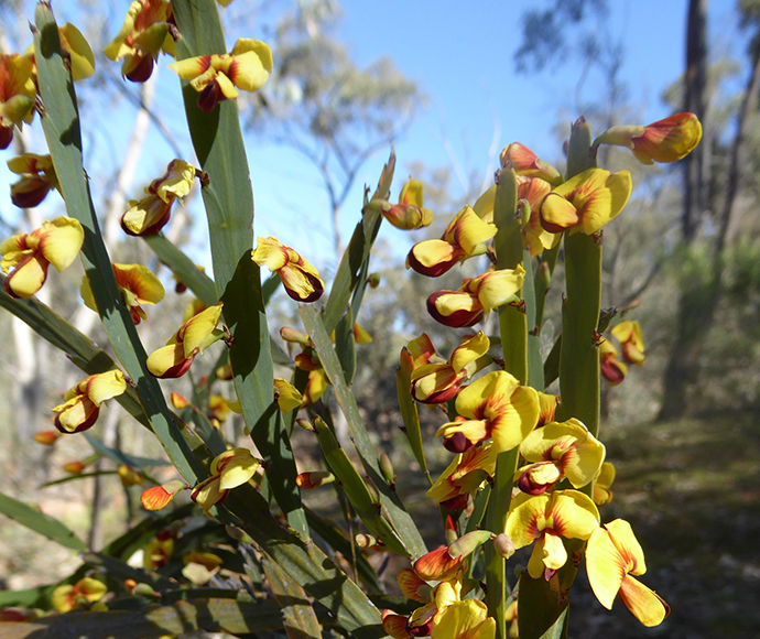 Close-up of vibrant yellow and red pea flowers on green stems, set against a blurred, sunny background of trees under a clear blue sky, creating a cheerful tone.