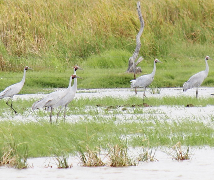 Brolga (Grus rubicunda) wade through a shallow marsh.