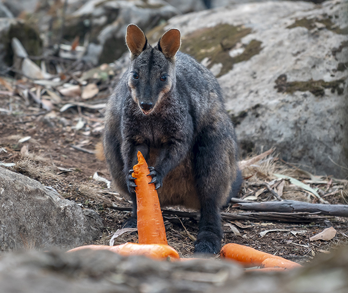 A brush-tailed wallaby is holding a large carrot with its front paws, surrounded by more carrots on the ground. It is in a rocky, natural setting.