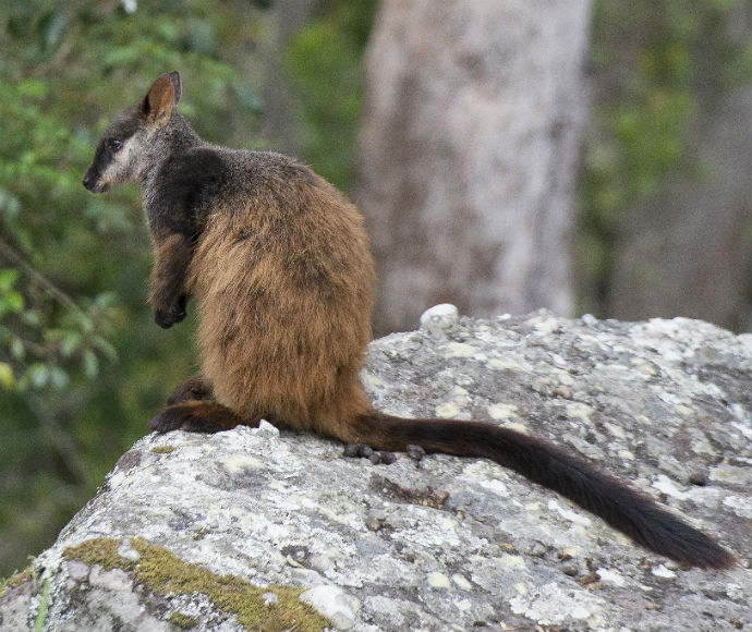 A wallaby with brown fur sits on a large, textured rock, surrounded by a blurred green forest background, conveying calm and wilderness.