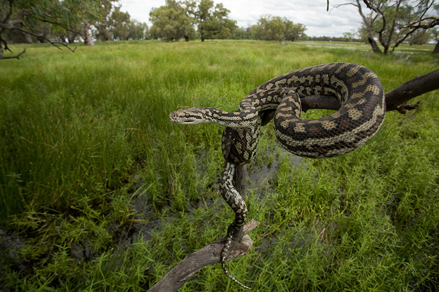 A large carpet python coiled on a tree branch, set against a lush green swampy landscape. The snake's patterned scales contrast with the vibrant grass.
