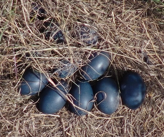 Seven black eggs nestled in dry, brown grass. The eggs contrast against the earthy tones, creating a sense of mystery and natural beauty.