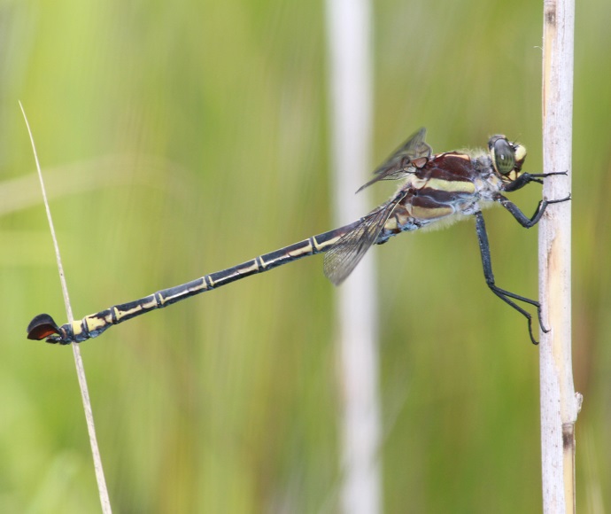 Dragonfly perched on a vertical reed against a blurred green background. Its long, segmented body and detailed wings are in focus, conveying a peaceful tone.
