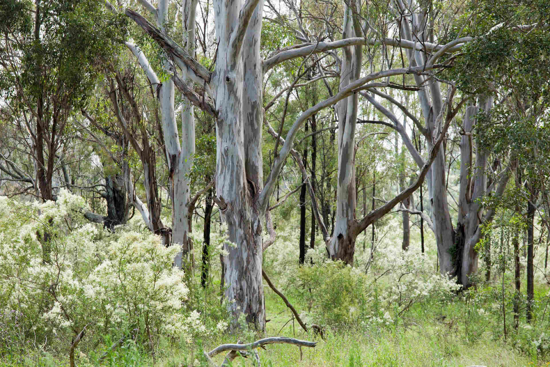 Mid-shot of gum trees with smooth silver and beige bark, flanked by bright creamy yellow flowering bushes