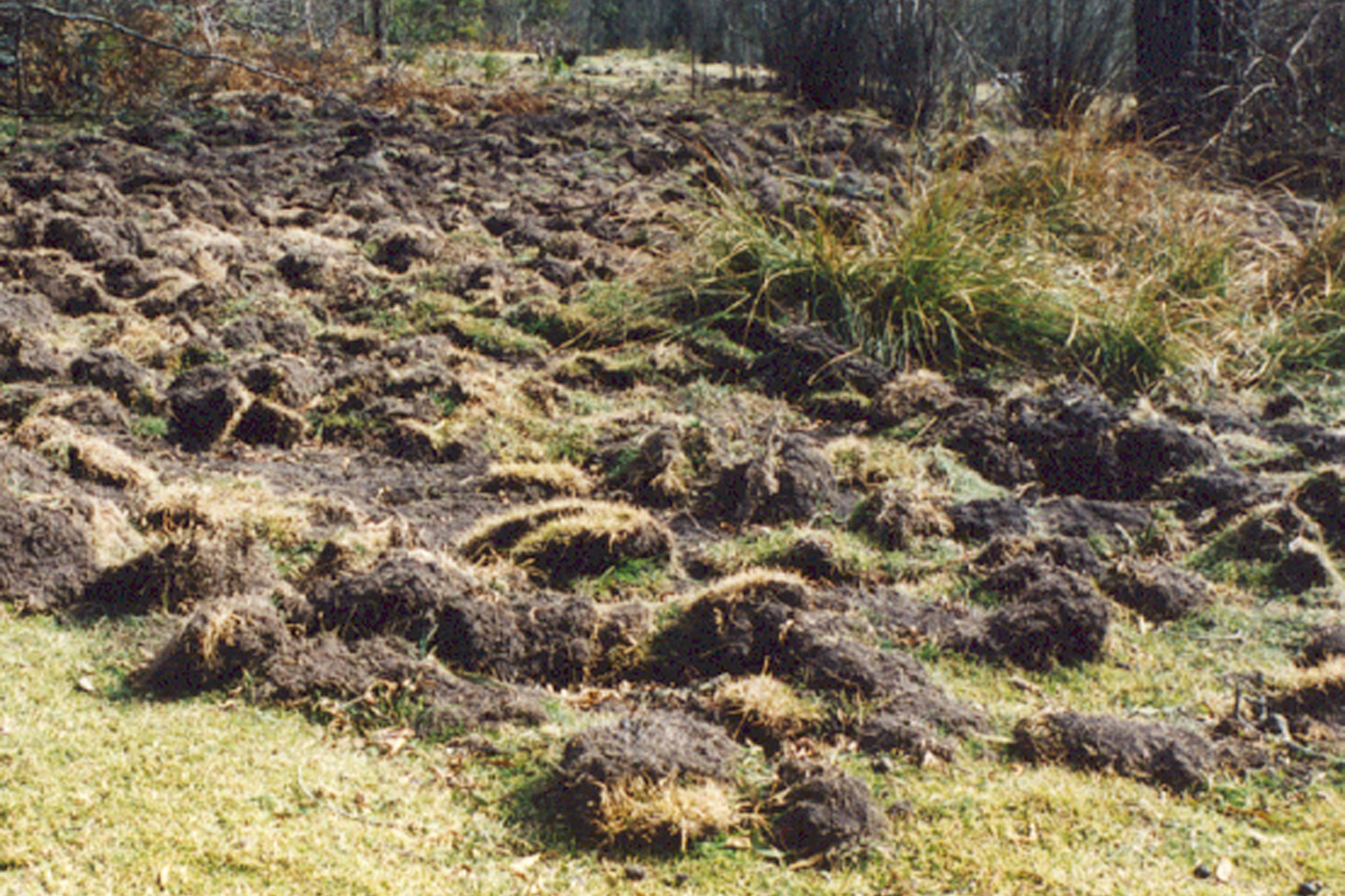 Very disturbed, uneven ground with clumps of earth and grass scattered around, caused by feral pigs.