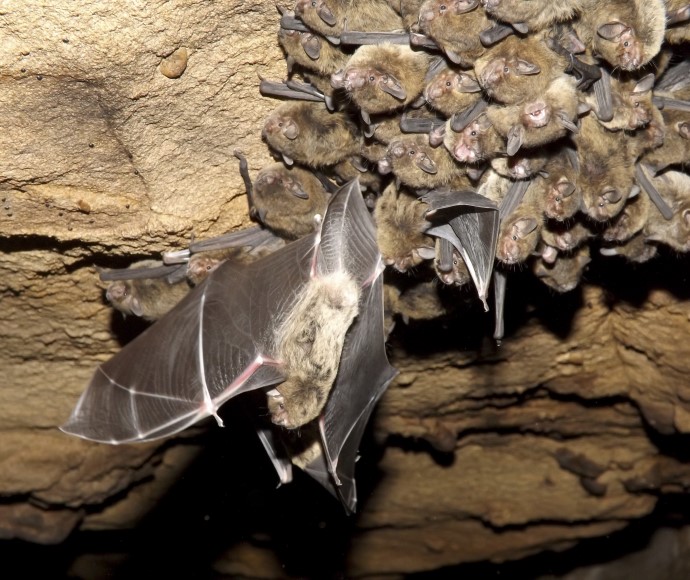 Eastern false pipistrelle (Falsistrellus tasmaniensis) and young on a cave roof.