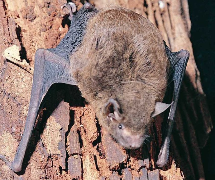 Eastern cave bats (Vespadelus troughtoni) on a cave roof