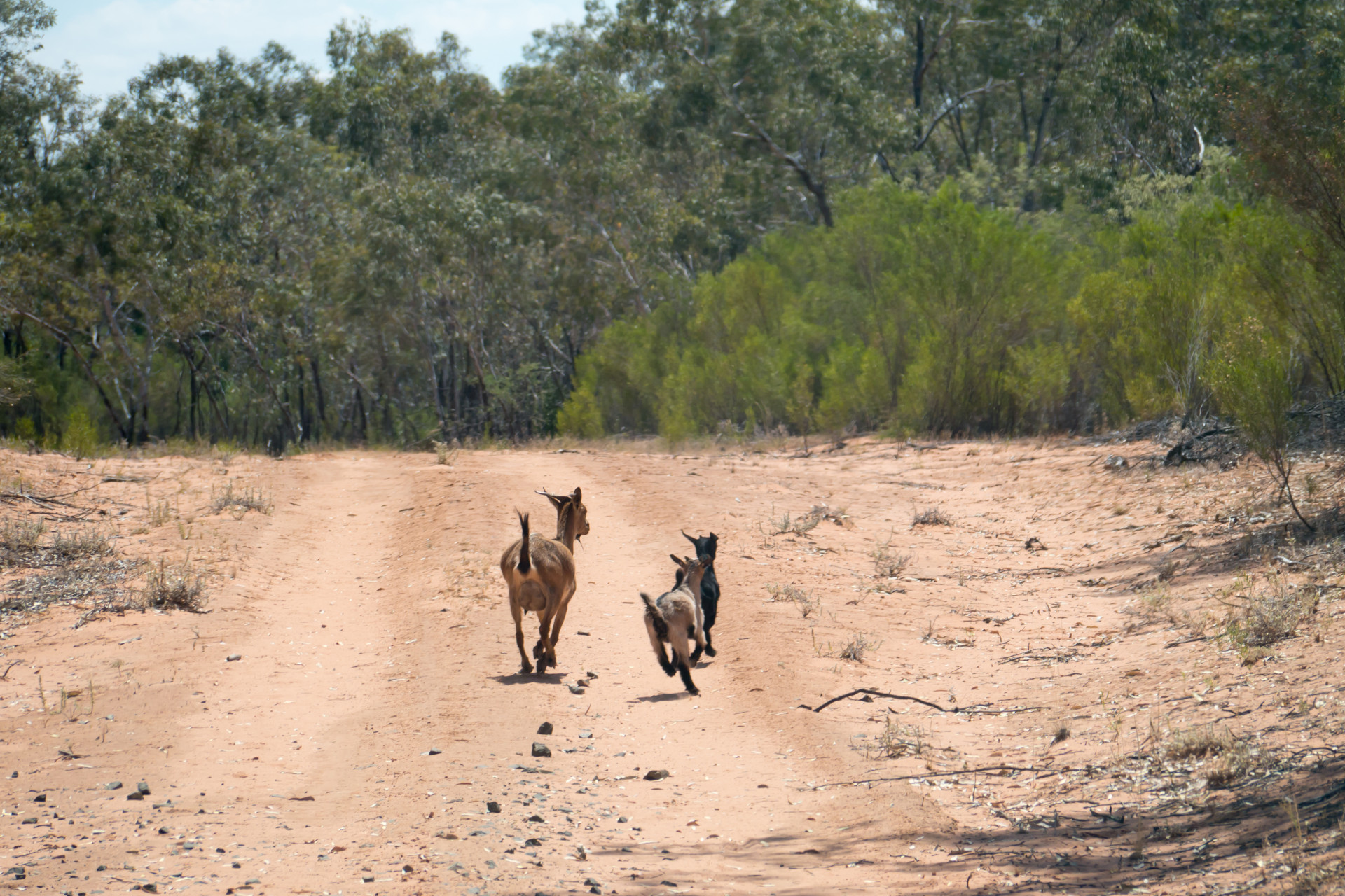 Feral goats are running along a dirt path in a forested area. The path is surrounded by trees and bushes, and the ground is dry and sandy.