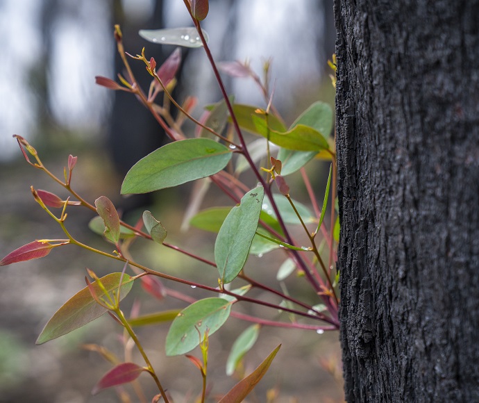 Close-up photo of fire regrowth at Blue Mountains National Park, showing some leaves growing out from a tree trunk.