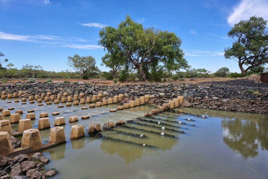 A fish passage with long narrow nets attached past Boera Dam on the Warrego River. The water is brown, still and shallow.