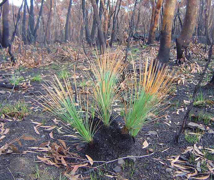 A grass tree with a blackened stump, some green leaves remaining with charred patches at the tips.