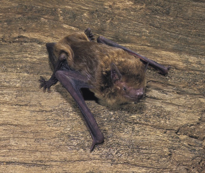 A small brown bat with outstretched wings rests on a textured piece of wood. The scene conveys a calm and natural atmosphere, highlighting the bat's delicate features.