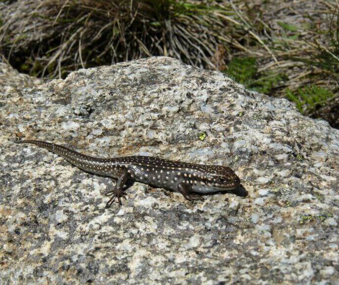 Photo of a sub-adult Guthega skink (Liopholis guthega) sitting on a rock, looking to the right.