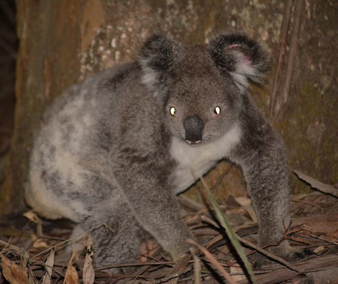 A koala walks on the ground at night