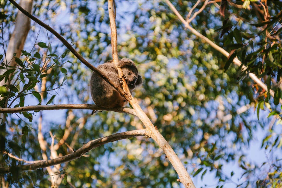 A koala curled up in the fork of some slender branches, eyes closed, the claws of one paw gripped around the vertical branch