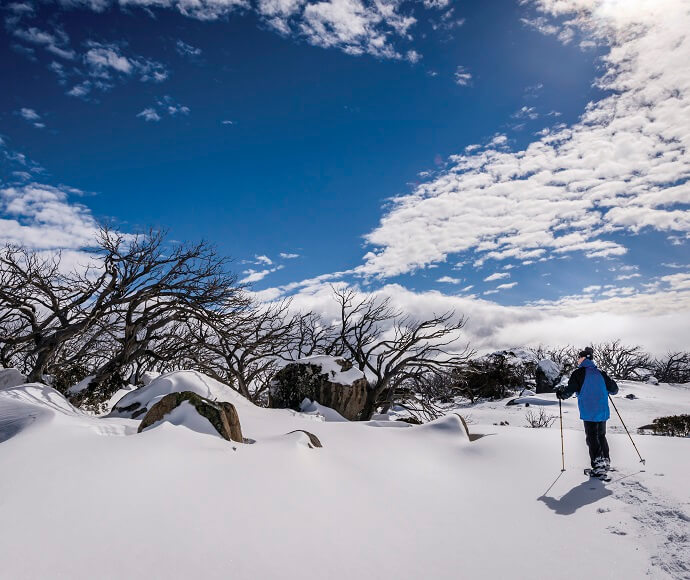 A person in blue winter gear cross-country skiing on a snow-covered landscape with bare trees and a bright blue sky dotted with fluffy white clouds.