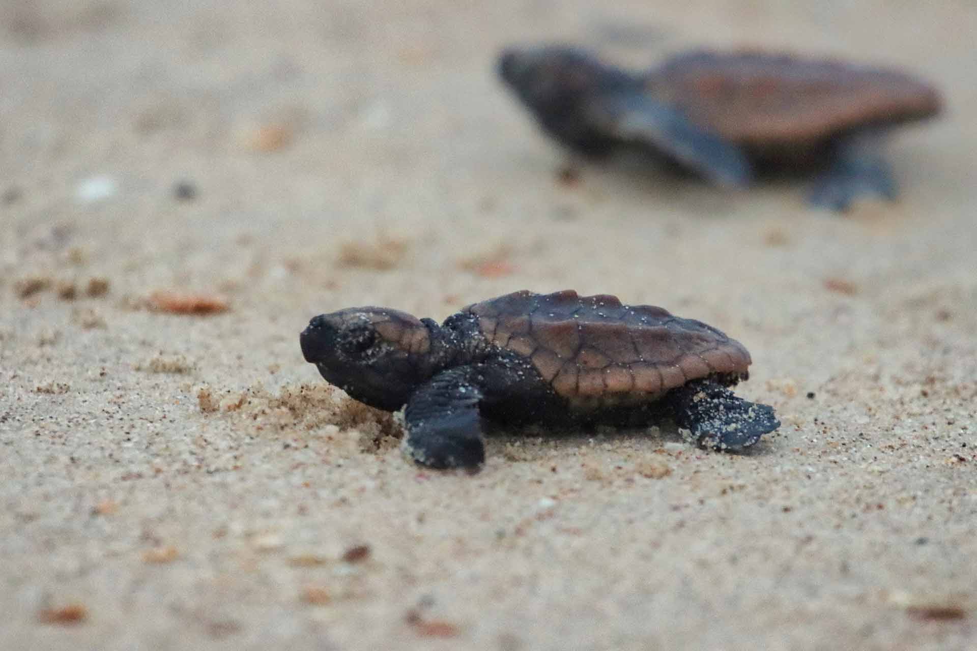 Two small baby brown turtles crawl across wet sand