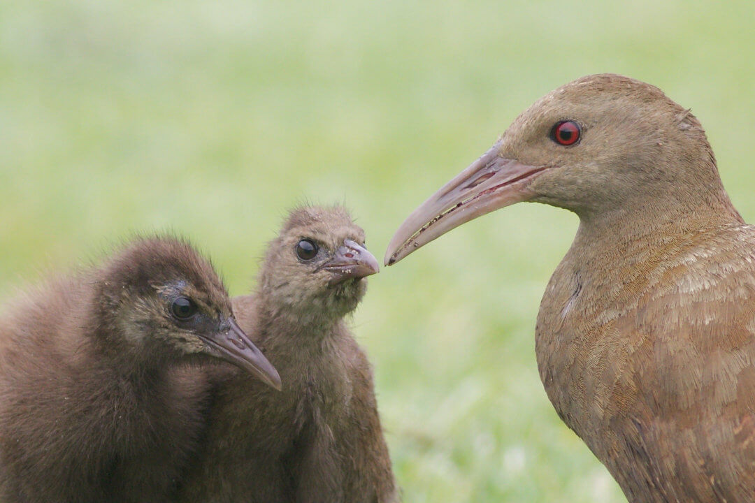 An adult Lord Howe woodhen (Gallirallus sylvestris) with 2 chicks, on the grass