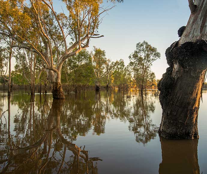 Trees reflect in still water on the Lower Murray