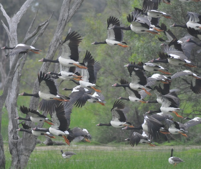 A flock of black and white magpie geese with orange beaks in flight, moving left to right. Green grass and trees are in the blurred background, conveying motion.