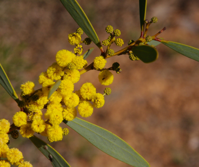 Bright mallee golden wattle flowers with round, fluffy blooms on a branch with green elliptical leaves. The background is a soft, blurred brown.