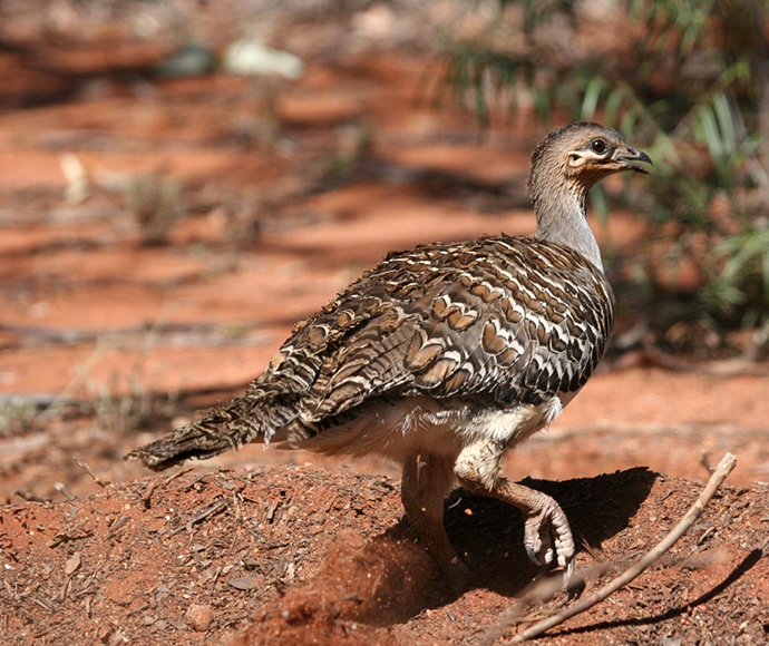 A large brown malleefowl with intricate feather patterns walks across a red dirt ground, surrounded by sparse bushes, conveying a serene, natural scene.