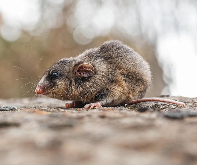 A Mountain pygmy-possum perched on a rocky surface. Its greyish-brown fur blends with the natural surroundings, and it has a pink nose and large, rounded ears. The background is blurred, emphasizing the possum’s small, delicate features.