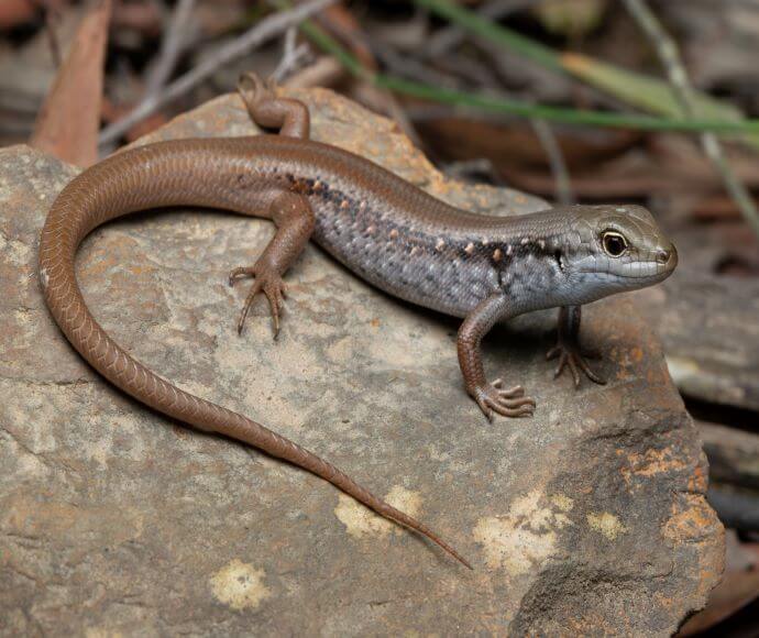 Photo of a Mountain skink (Liopholis montana) sitting on a rock, looking to the right. Its two front claws are on the rock, pushing its body up, and its eyes make it look very alert.